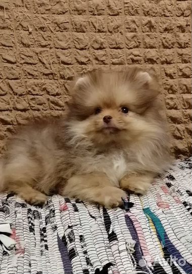 Мальчики и девочки