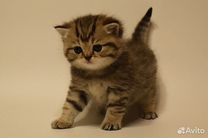 Котёнок Британская золотая шиншилла мальчик