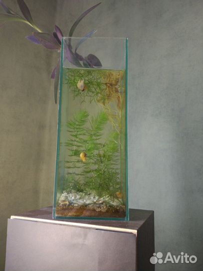 Ваза - аквариум
