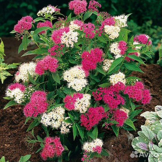 Спирея японская Широбана 