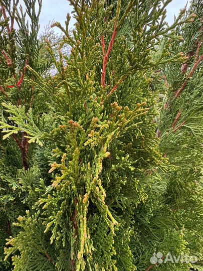 Туя западная Smaragd