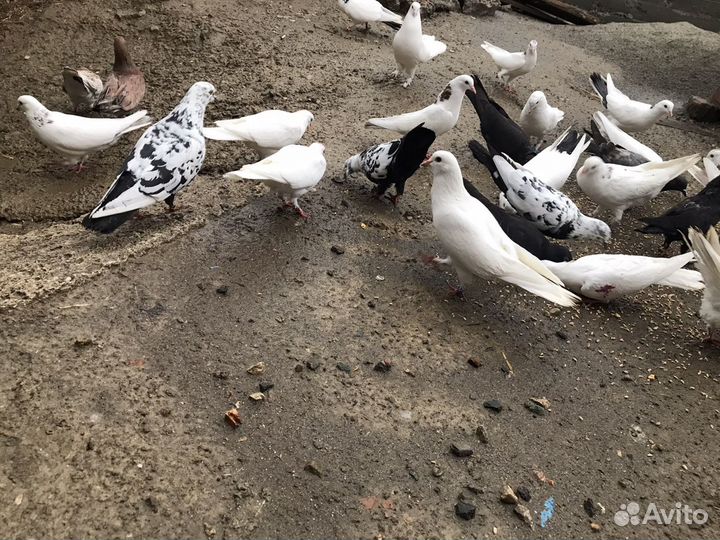 Продаются голуби