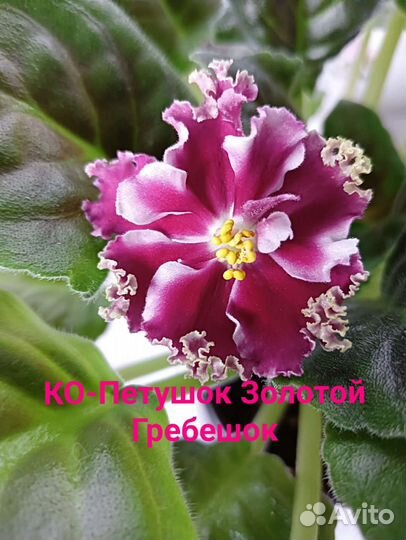 Лист фиалки, 10сортов