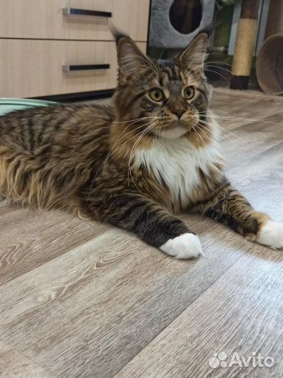 Котята мейн-кун