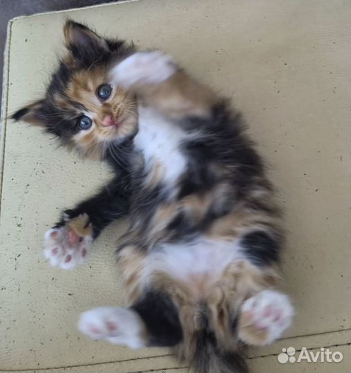 Мэрси - пушистая котенок-девочка, трехцветка в дар