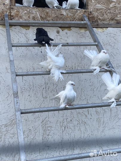 Голуби форма