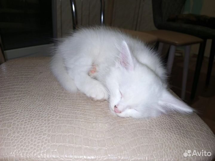 Котята бесплатно