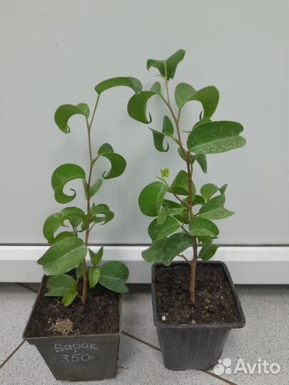 Фикус Барок