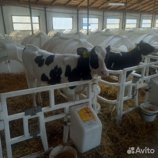 Молодняк бычки