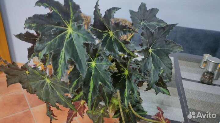 Бегония Клеопатра