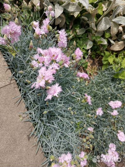 Ирисы, самшиты, лаванда, гвоздика