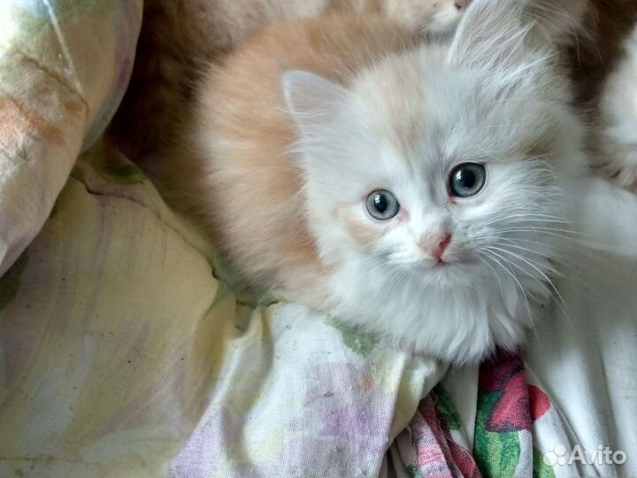 Кремовые котята, 1,5 месяца