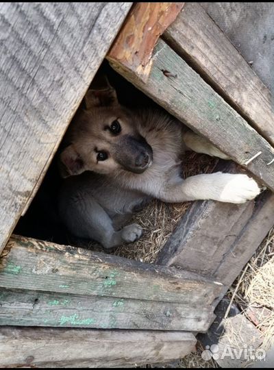 Щенок девочка в добрые руки