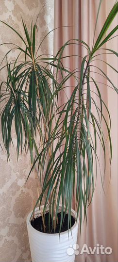 Пальма драцена