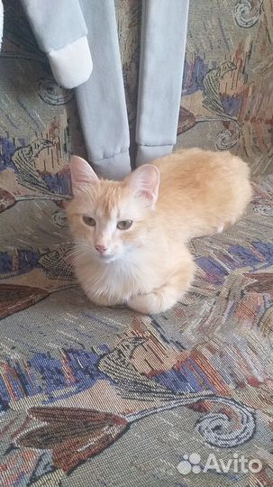 Рыжая чудо девочка