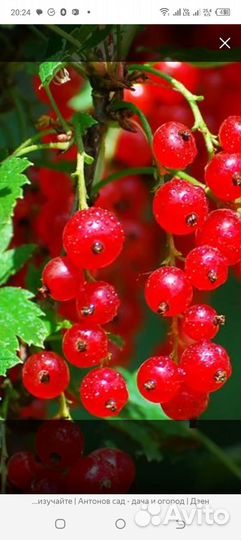 Красная смородина