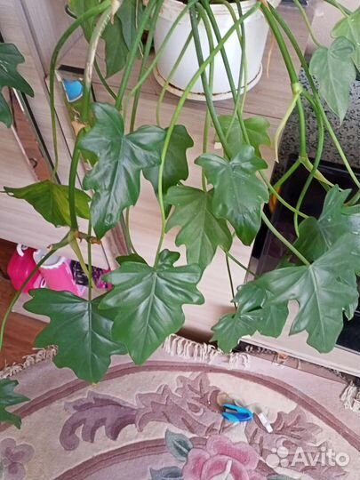 Монстера плетущаяся