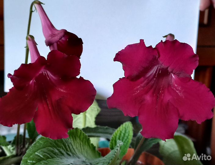 Стрептокарпус