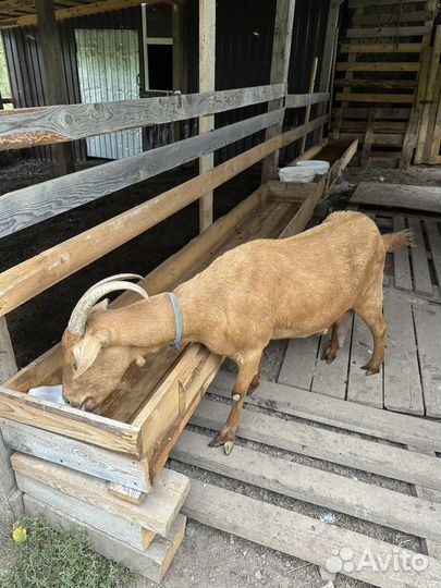 Коза ручная