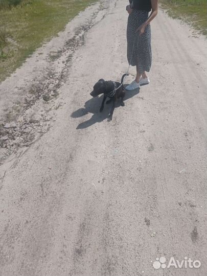 Собака в добрые руки щенок мальчик питбуль