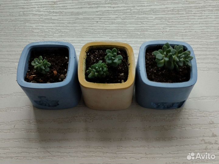 Пахифитум суккулент комнатное растение