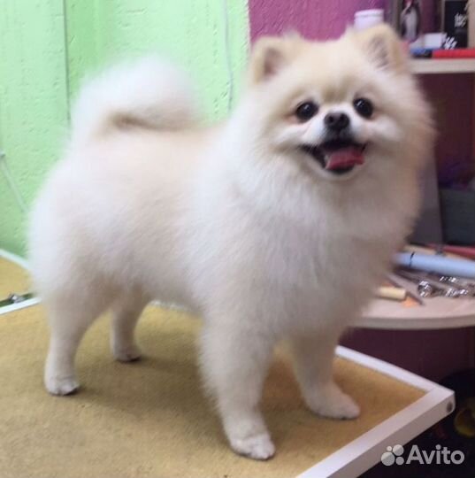 Стрижка, экспресс-линька собак в груминг салоне