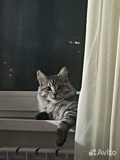 Кот в добрые руки