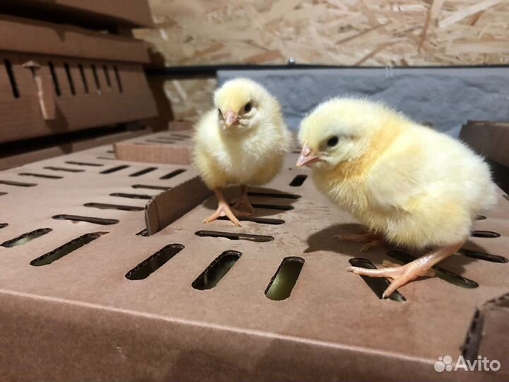 Цыплята бройлеры кобб 500/росс308