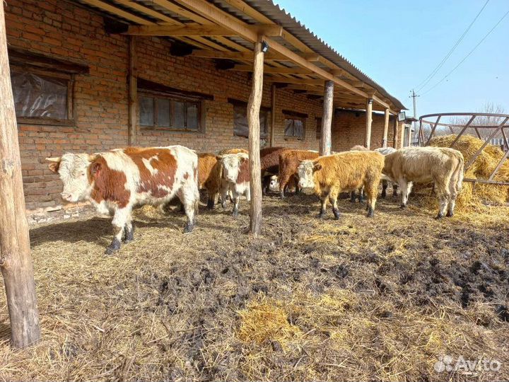 Быки тёлочки от 5 месяцев сементалы