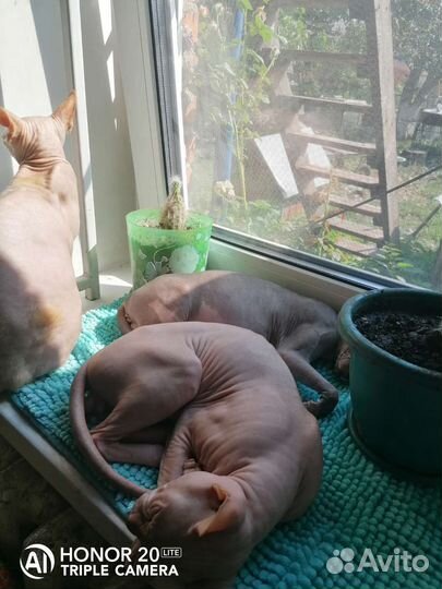 Кот на вязку сфинкс