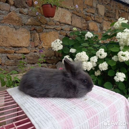 Кролики декоративные