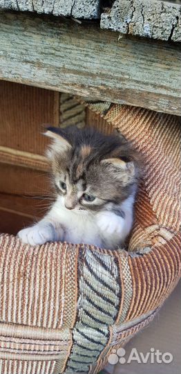 Котёнок (девочка) ищет дом