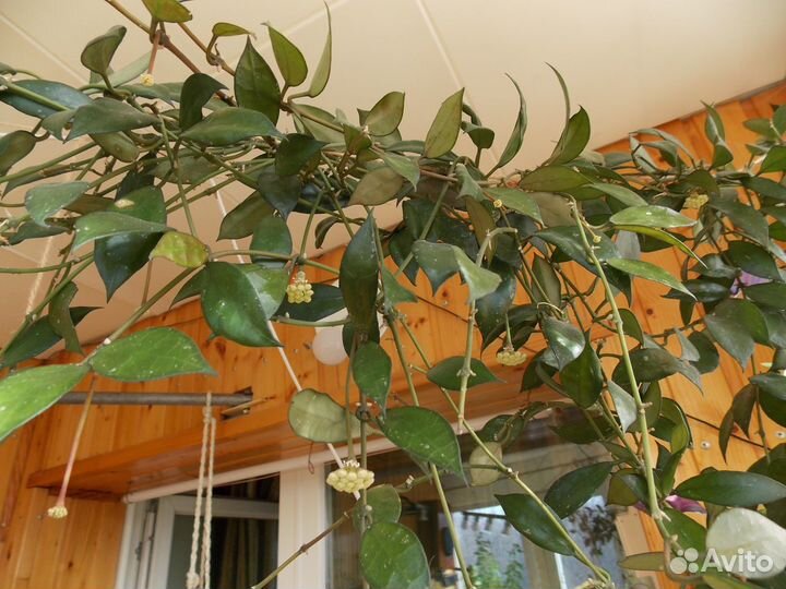 Хойя лакуноза