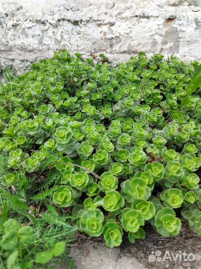 Очиток почвопокровной европейский