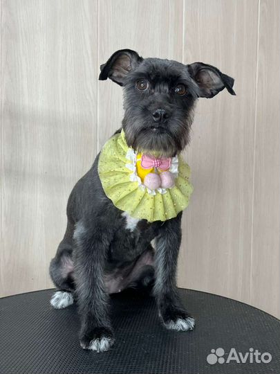 Лиза ищет дом