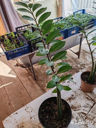 Растения для дома и сада