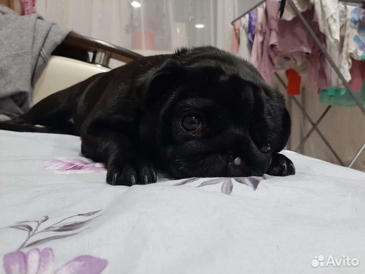 Мопс бесплатно