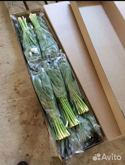 Тюльпаны к 8 марта оптом