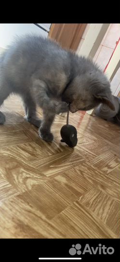 Котенок 2 месяца в добрые ручки