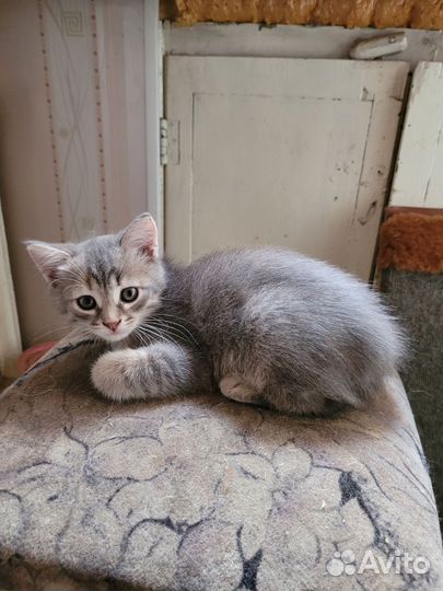 Кошка в дар бесплатно