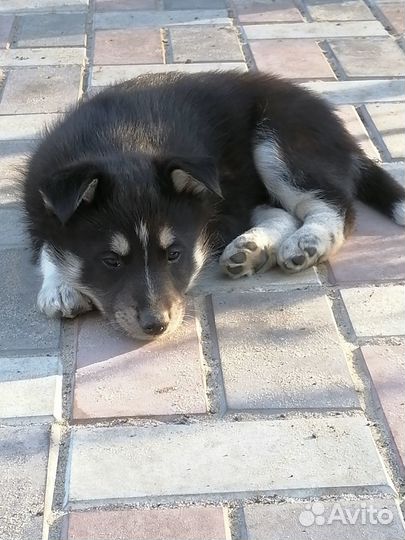 Щенки в добрые руки