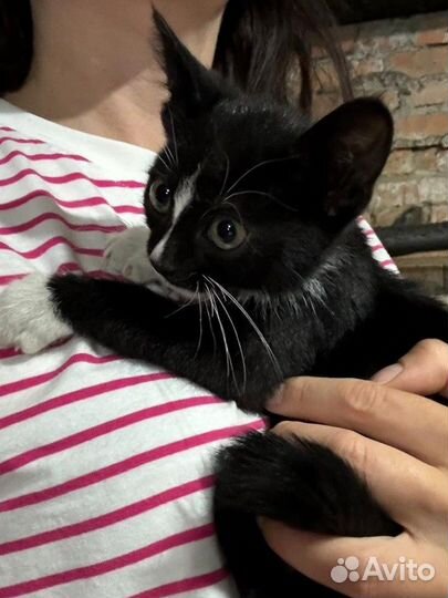 Котёнок в добрые руки