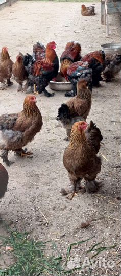 Куропатчатые петухи брама