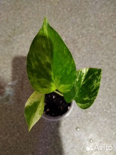 Эппипремнумы, сингониумы