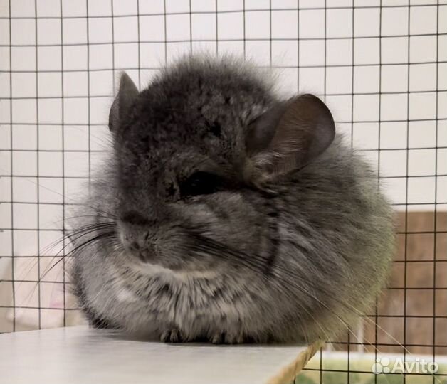 Шиншилла девочка