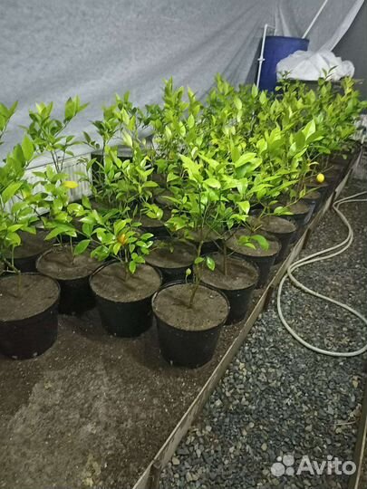 Саженцы лимона мейера