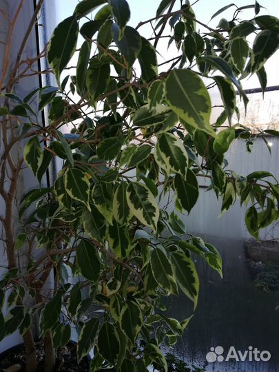 Комнатные растения