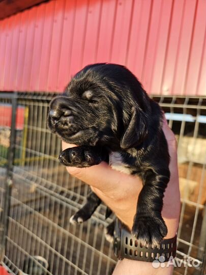 Русский охотничий спаниель щенки