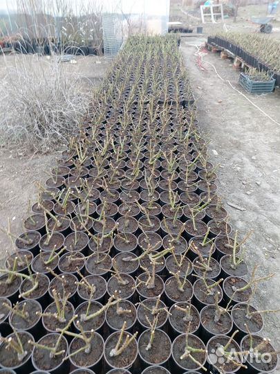 Роза на горшке