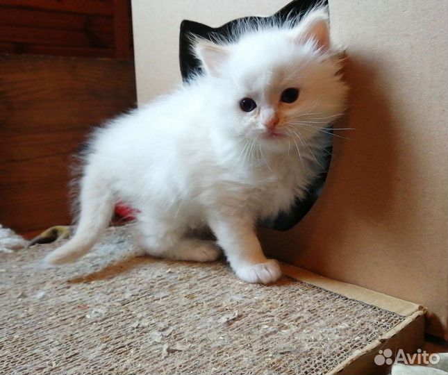 Открыто бронирование Рэгдоллы с документами